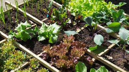 Hoe een moestuinbak zelf maken