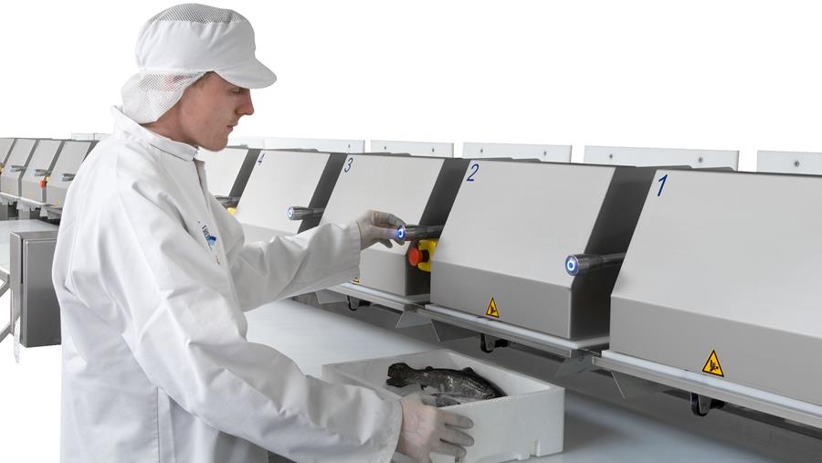 Transformation du poisson de la tête à la queue