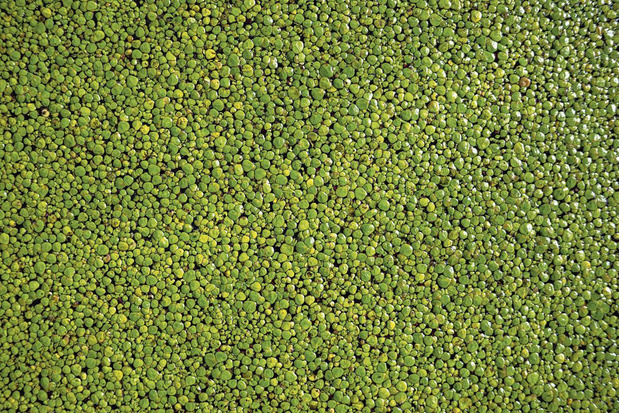 Ligt er straks eendenkroos op je bord? 