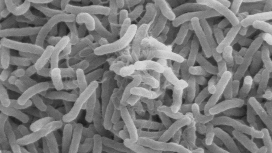 WHO luidt alarmklok over cholera