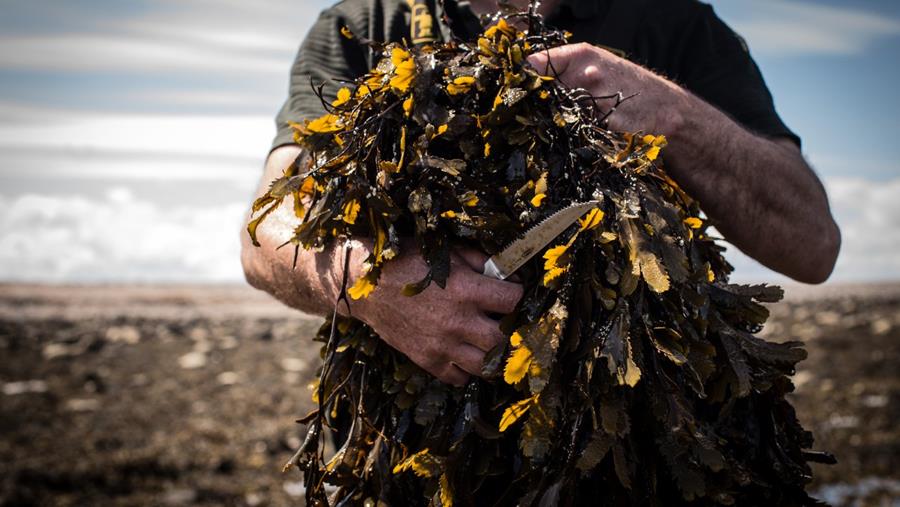 Zeewier als revolutionaire brandstof